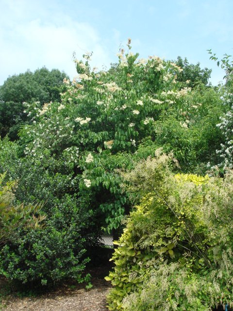 Syringa pekinensis